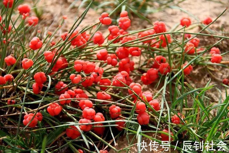 良方|3味药可治35种病，《伤寒论》中埋藏最深的良方就是它！