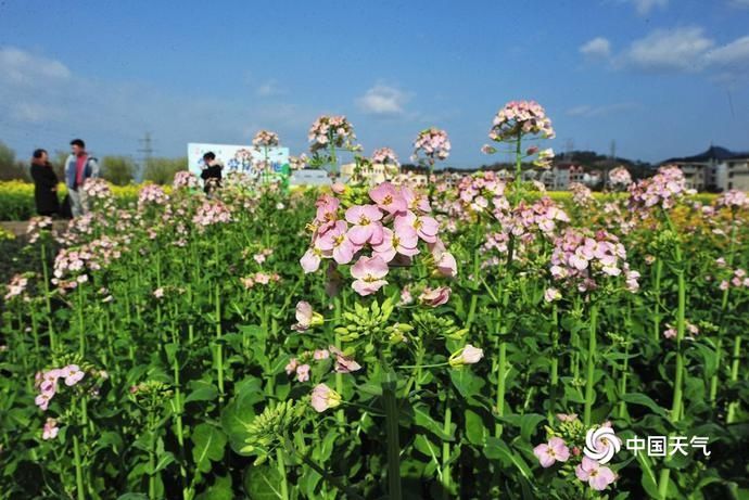 老年|浙江兰溪五彩缤纷油菜花田绽放 打翻了春天的调色盘