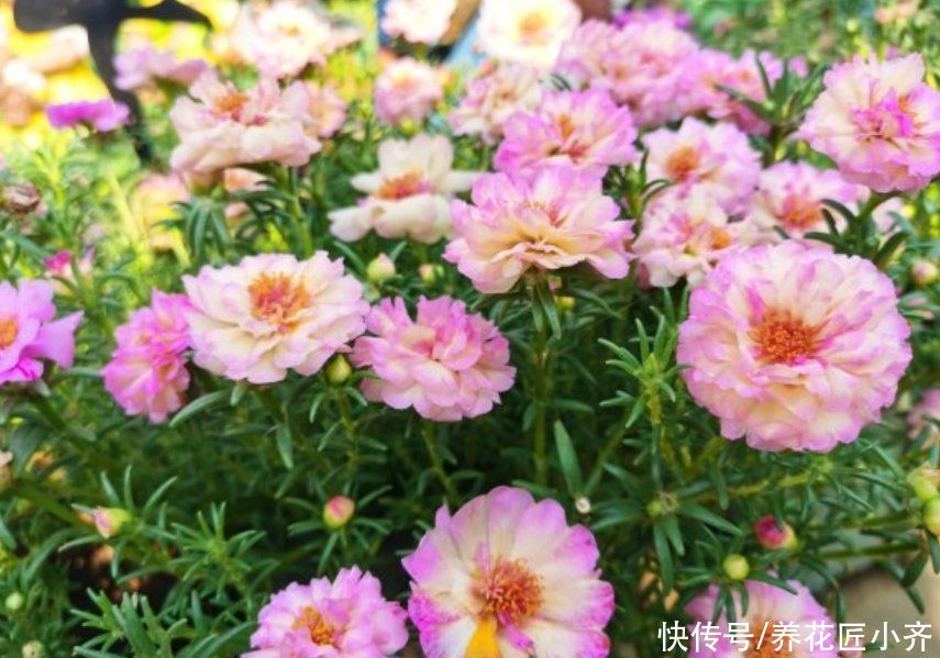 枝条|太阳花你都养不开花？看看这3个“条件”，你少做了那一个