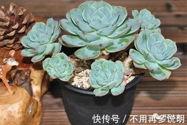 多肉就养这7种，散养不用管也能呼呼长，想养死都难！