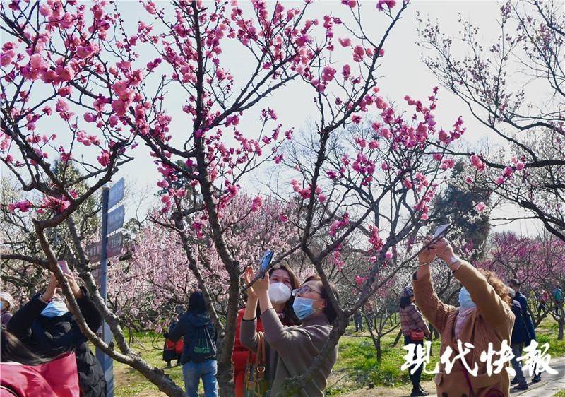 邂逅|梅花节期间，南京明孝陵景区门票60元/人次