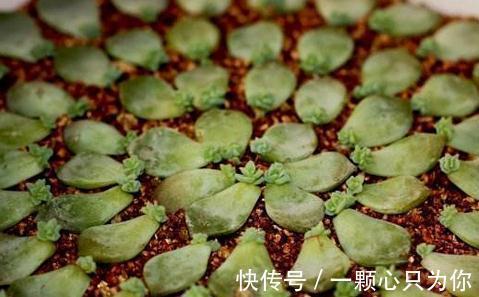 怎么提高多肉叶插成活率,这五点你要多加注意