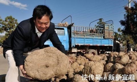 魔芋豆腐|亩产超3吨，全株有毒，手碰到也奇痒难忍，出口国外成高端食材