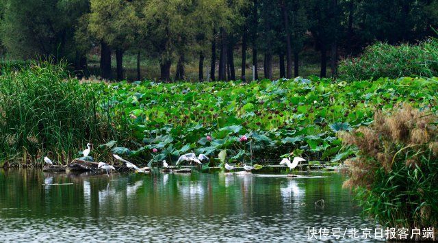 永定河|大美永定河！湿地串起生态明珠