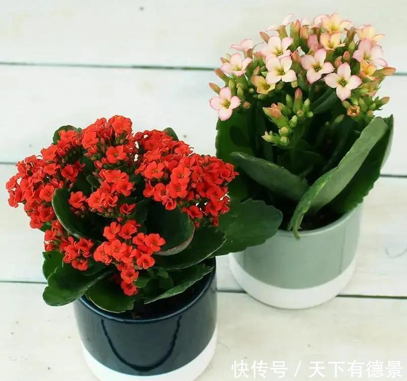 大神养长寿花有秘诀,春天做好这几件事,叶片肥美又亮丽,很漂亮