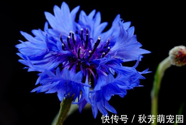 此花被誉为“吉祥之花”,有重见光明的含义,可以带给人希望!