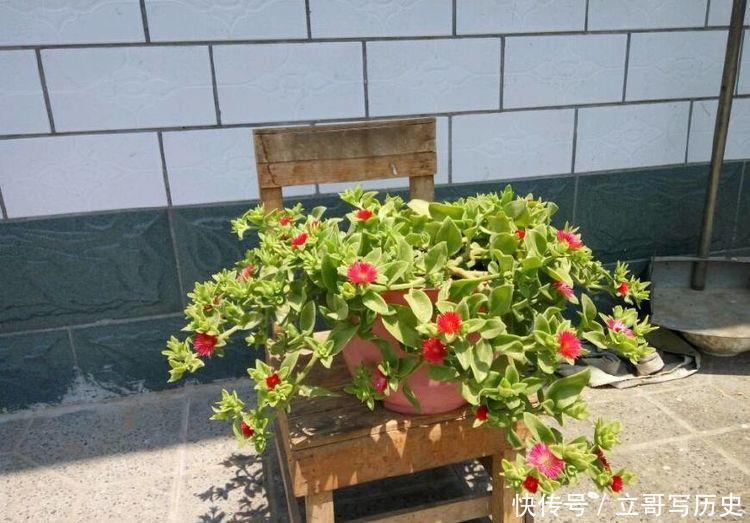  入手|4种花一开就美爆，沾土就活，新手入手不会错