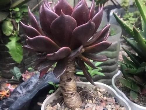 叶插就是对多肉的一种升级,6个品种叶插爱多头,满满都是成就感