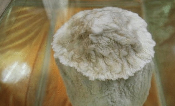 庐山@中国“太岁”是什么物种?揭开太岁的庐山真面目,你想都想不到