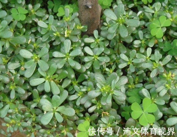 马齿苋|在客厅养一盆“它”,能够处理“白发”困扰,白头偷偷长出黑发!
