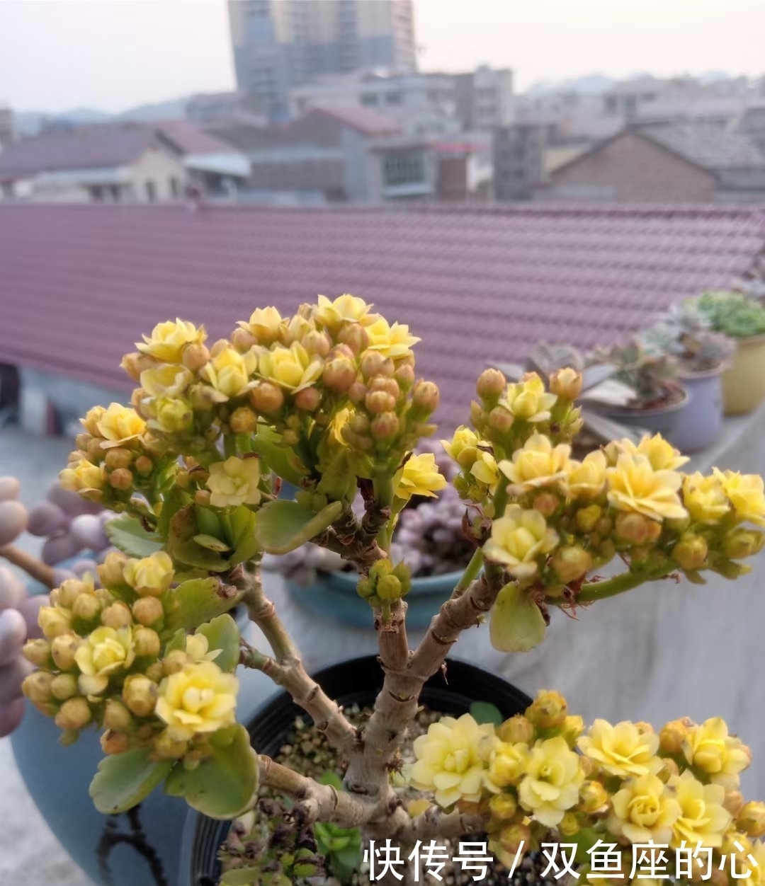 长寿花“夏必死”?避开误区“撒欢长”,还能再绽放小半年