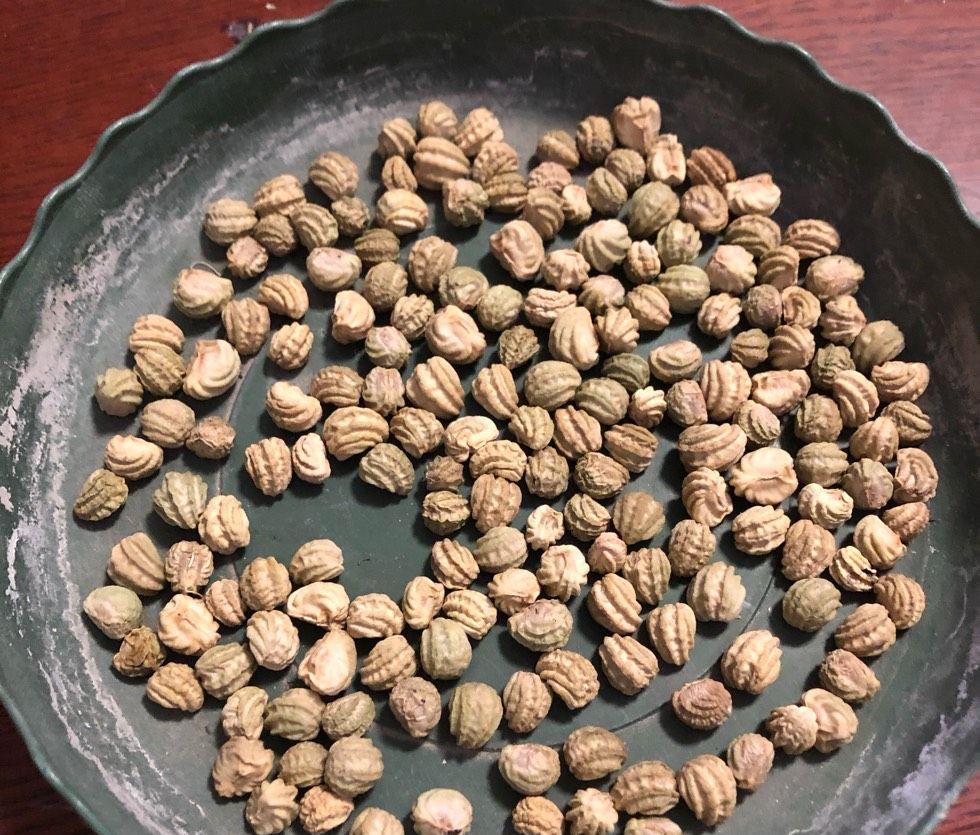 花儿|阳台养花可以养它,皮实好养很勤花,美丽一个秋天,花色也很绝