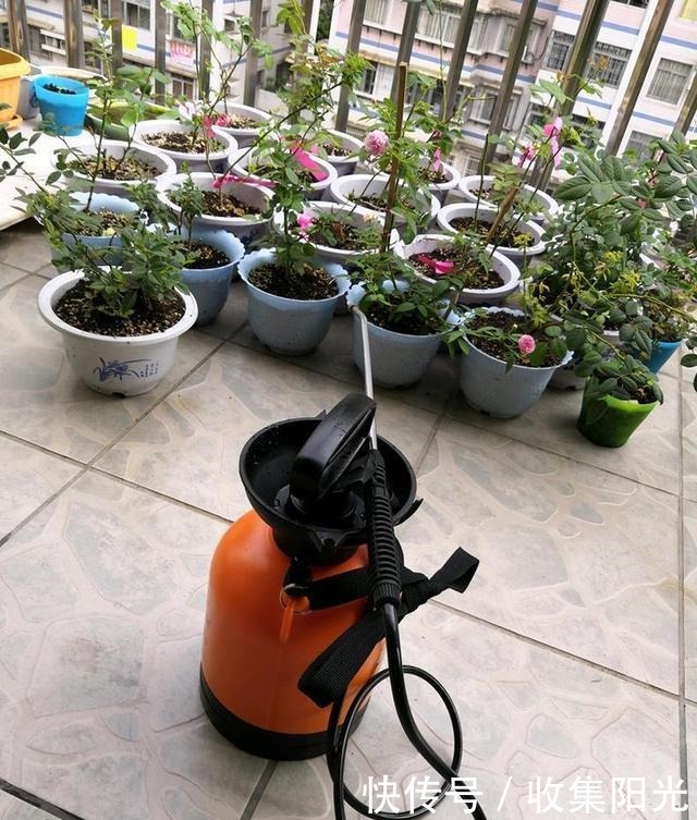 5月养月季，“一剪二施三喷”，月季积累“能量”，持续开爆花！