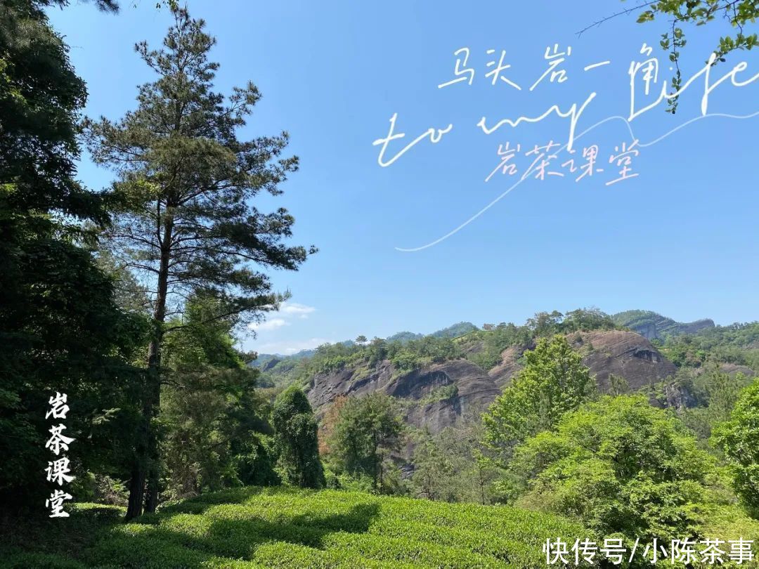 货源|5000元一斤的马头岩肉桂，直播间特惠发福利？这你也敢信？
