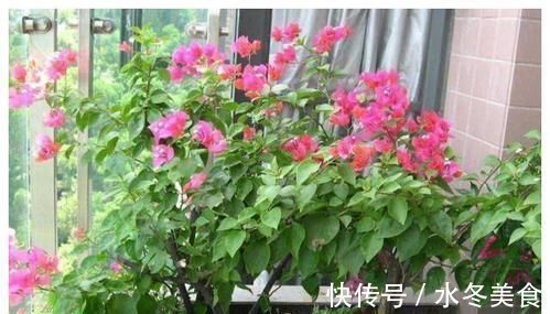 养花也要用点药,每次只需1粒,不黄叶,不烂根,新叶蹭蹭长