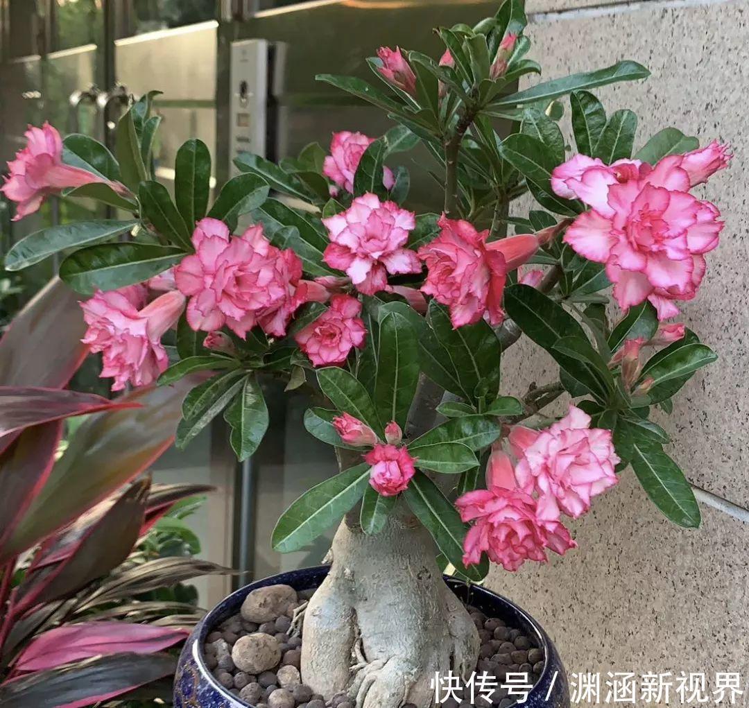 浇水|会养花的人都选它，耐旱又好活，2年养成小树桩！