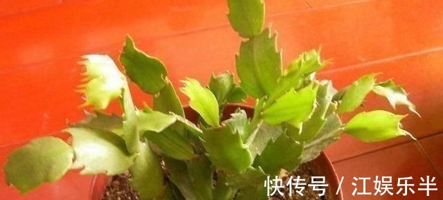 浇水|蟹爪兰发出这个“信号”,一定不要忽视,是在提醒你