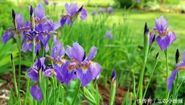 像蝴蝶翩翩飞舞，还是自由的象征，制作香水常用物，它就是鸢尾花