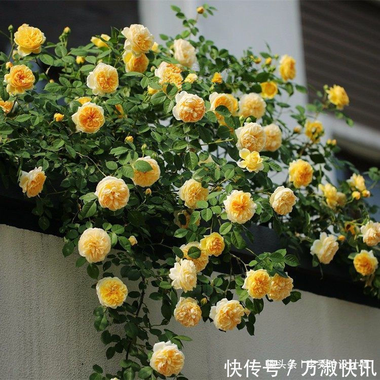 喜欢玫瑰,不如养“进口优品”卡罗拉,红艳似火,花姿绝美!