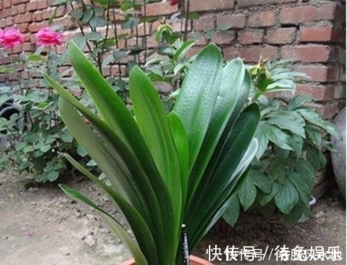 养花|最厉害的养花营养液给君子兰喝一勺,叶子挺拔如折扇,花开不停