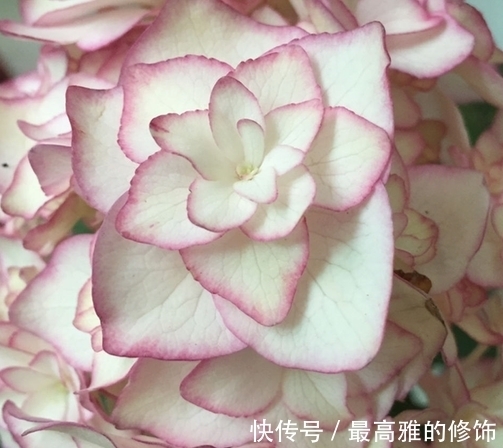 农历9月初9寒露后,养什么花?以下3种花,大吉大利喜气盈盈