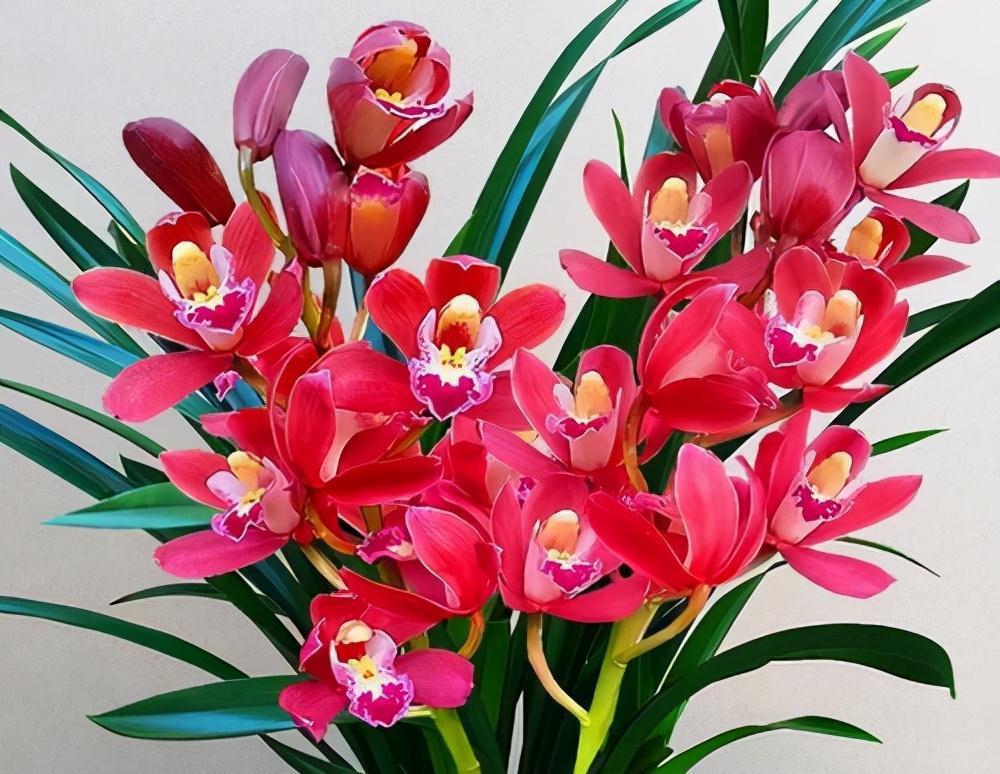 年宵花买大将军，花大色艳，平常打理简单，价位很亲民