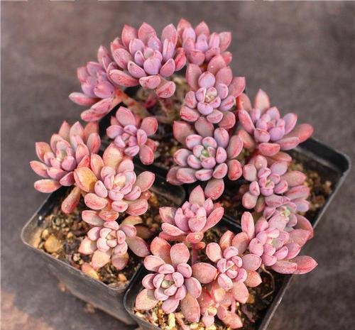 群生|谈谈养了3年多肉的心路历程:从期待爆盆到害怕群生,经历过才懂