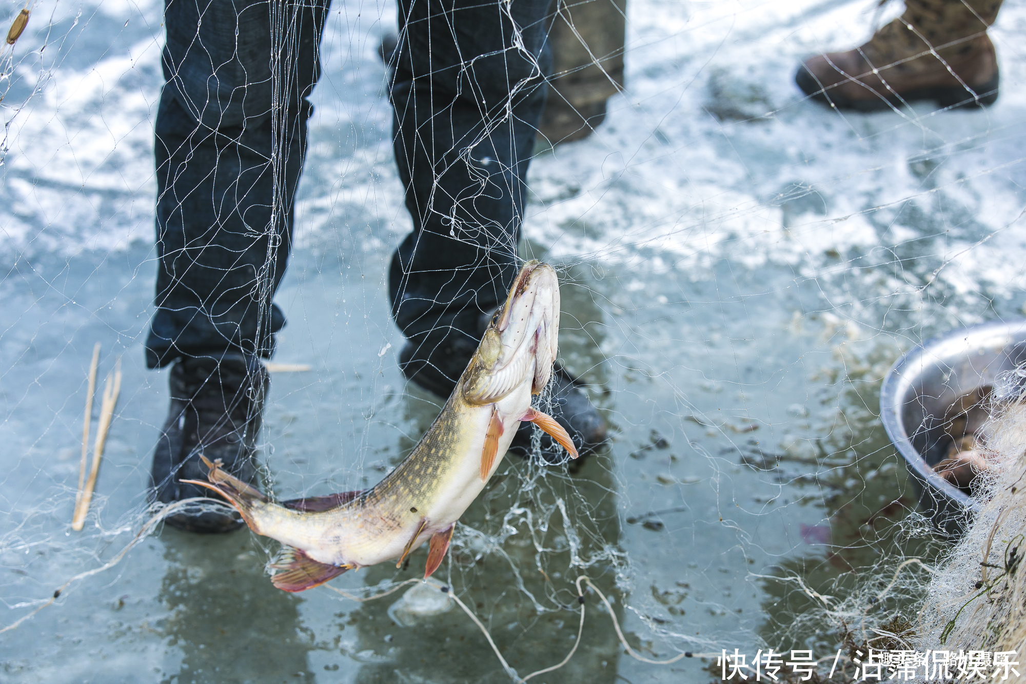 新疆|野味儿十足！实拍新疆博斯腾湖冬捕，中国西海冰雪中的猎渔奇观