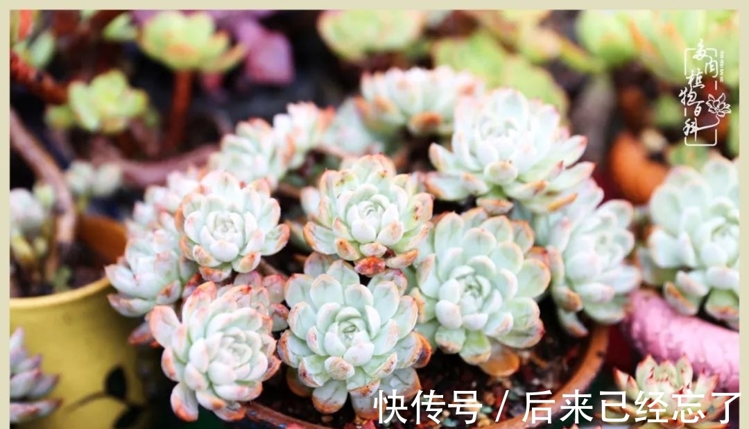 冬天来了,你的多肉让你着迷了吗?