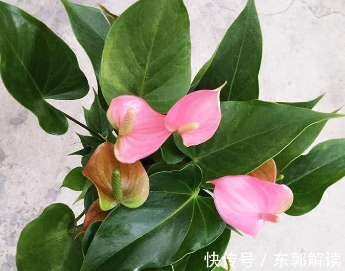 快扔掉家中发财树,真正好看还能净化空气的是这几种,高级又漂亮