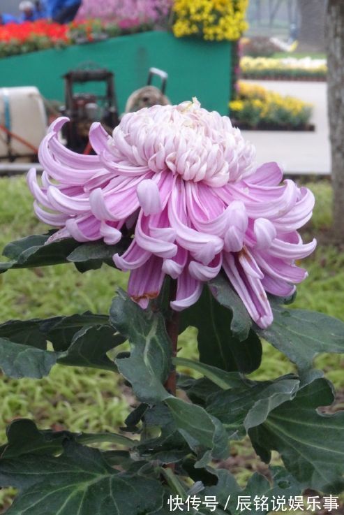 喜欢菊花不妨试试“高档名菊”洹水紫桂，似克拉钻戒，高贵艳丽！