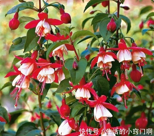 4种“漂亮花”,炎热夏天里,一浇一个死,管住手,花满头!