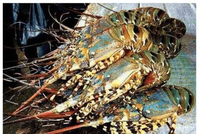 非洲人|非洲人穷得没饭吃中国吃货看下菜市场,他们只是缺厨师