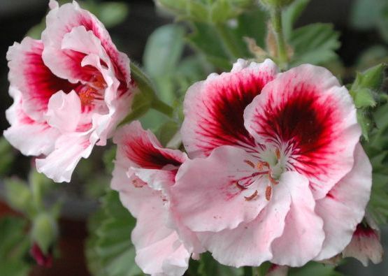 开花最香的4种花,家里养一盆,花开不断,还能旺财!