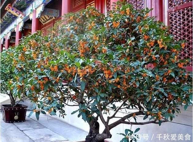 这三种树最适宜养在客厅，比香水都香，亲戚来了都说好