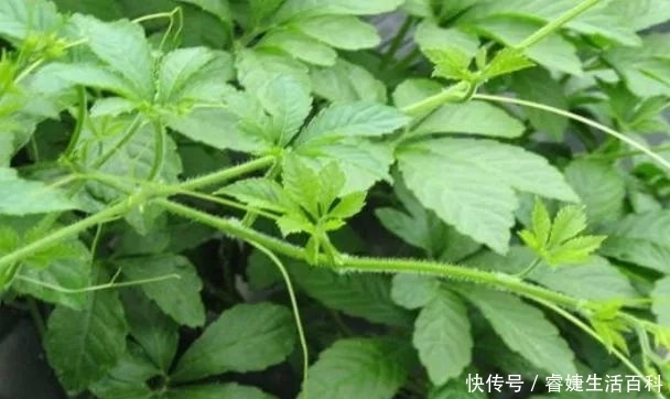 降血壓|農村被稱為“南方人參”,靈芝加點它泡水,對降血壓降血脂有奇效