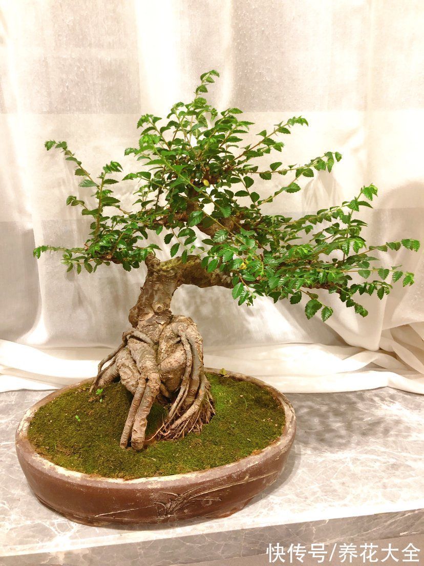 养花新手玩盆景?这5种再合适不过了,个个养成艺术品