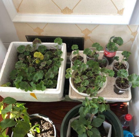 天竺葵|养老天竺葵,记住一个“九球队”,将阳台和解2年,邻居都很垂涎欲滴