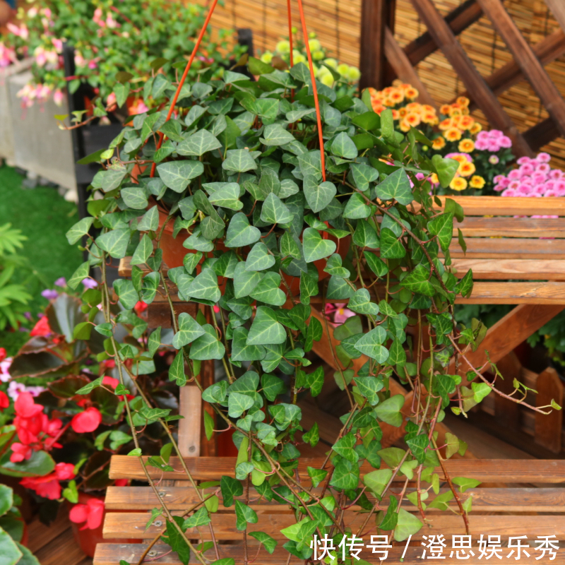 常春藤|6种花,能养人,高档大气有品味,越养越有“好身体”