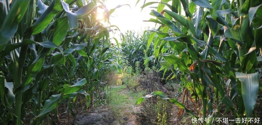 探秘苍溪王姓之源:安东将军王浑的江湖