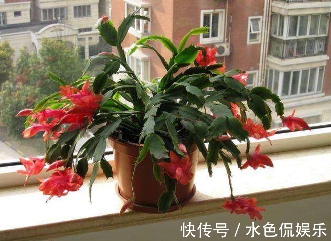 这六种植物，不能常浇水，浇水过多不是烂根就是死亡，快别浇了！