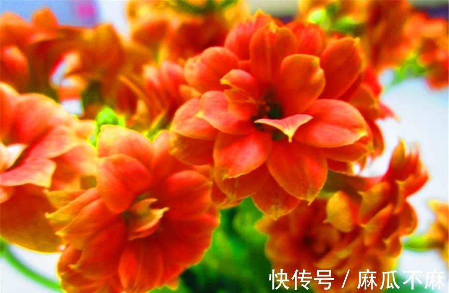 长寿花养护有“4大误区”,难怪只长叶子不开花,学会了花开爆盆