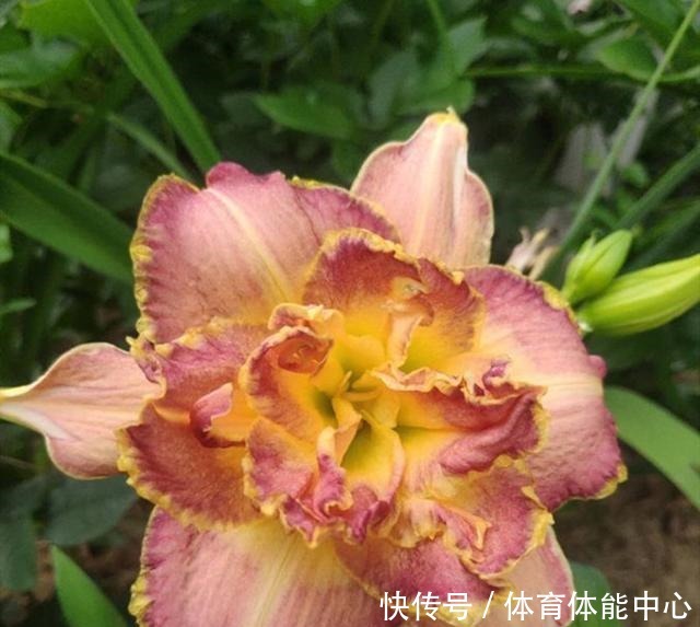 这种花开花惊艳，还不怕冷不怕热，养的人却很少！