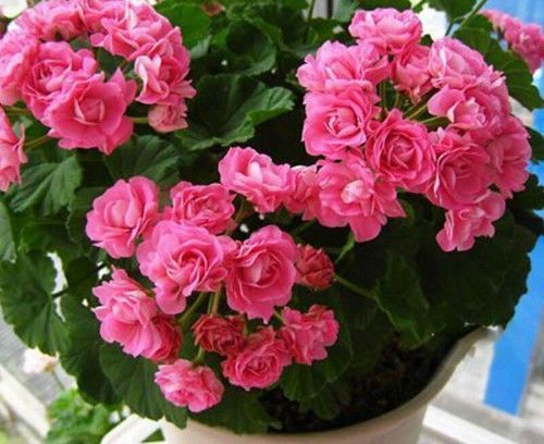 此3种花,越浇水死得越快,没准你家就有一盆!