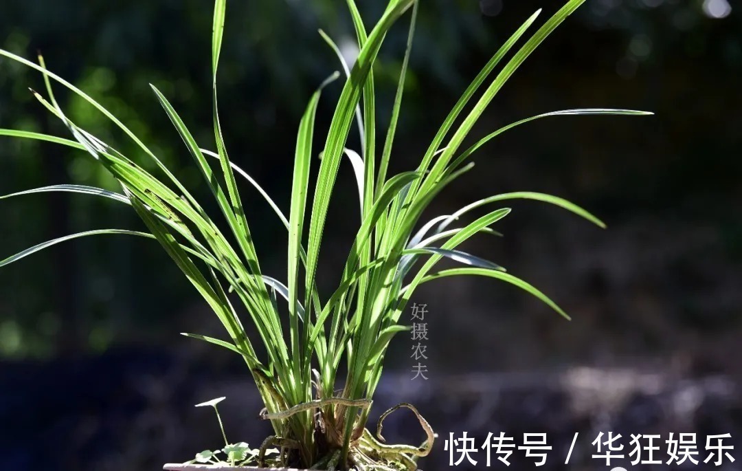 炭疽病|养兰花,比软腐病威胁更大的,是容易治好的炭疽病