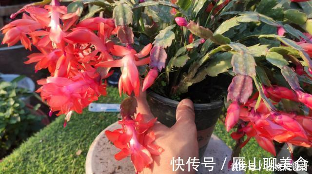 蟹爪兰想四季开花?1个“小开关”要知道,打开不分季节花开不停