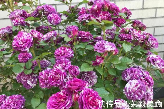 含有|开花植物“促花肥”有3种,植物不同要合理选择,不能盲目使用