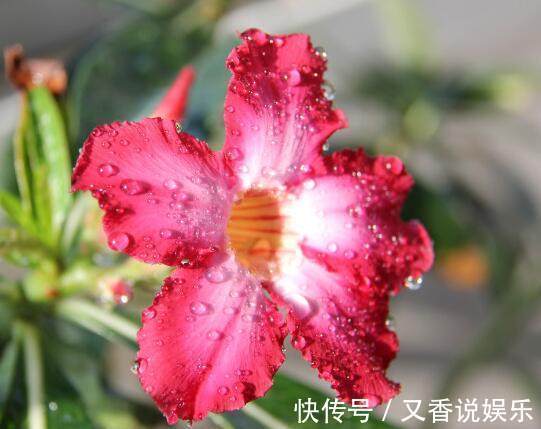 基质|不要再养绿萝吊兰了,这种花既漂亮又好养,一年四季开花不断!