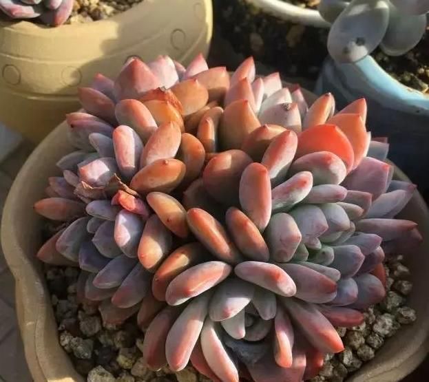  养肉|养肉人的初心：喜欢多肉的这几年，你变了吗？