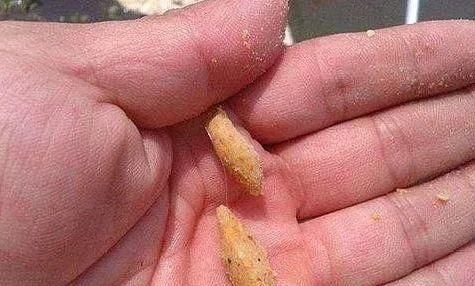 夜钓鲤鱼,真的不用吹,这套钓法最管用,大鲤鱼接连入护